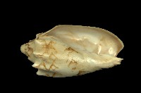 藏品(蝙蝠渦螺)的圖片